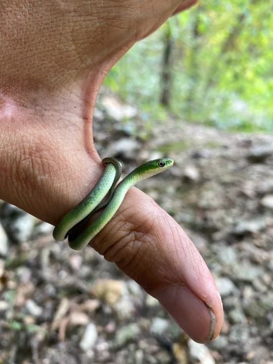Rough Green Snake